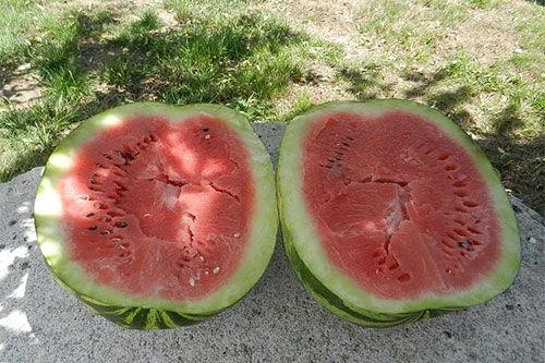 梦见吃地里的瓜,瓜田里的美味诱惑  第2张