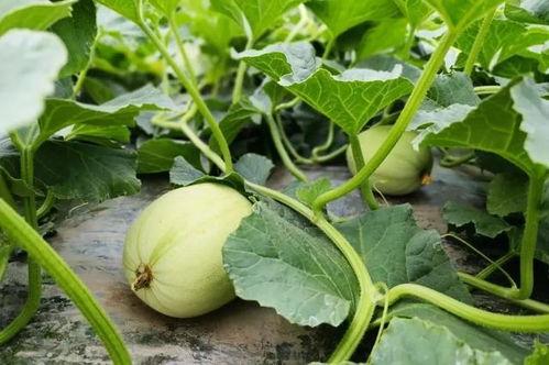 泰国吃的小瓜,舌尖上的热带风情探索  第3张