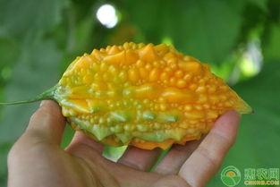 金末吃瓜,揭秘吃瓜群众的逆袭传奇  第1张