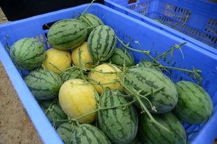 金末吃瓜,揭秘吃瓜群众的逆袭传奇  第3张