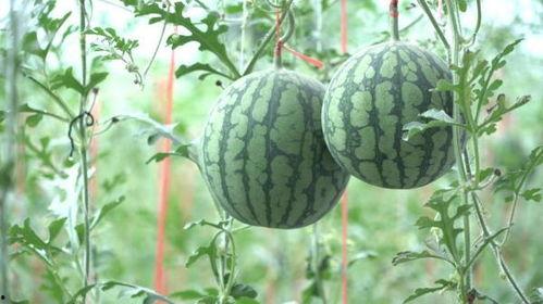 山东姑娘旅游吃瓜,畅游各地，品味人间烟火  第3张