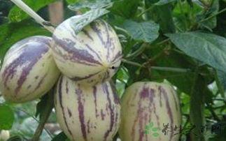 吃茄瓜虫,绿色蔬菜的守护者  第1张