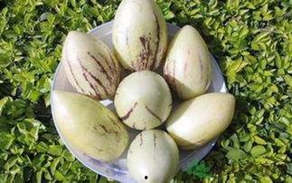 吃茄瓜虫,绿色蔬菜的守护者  第2张