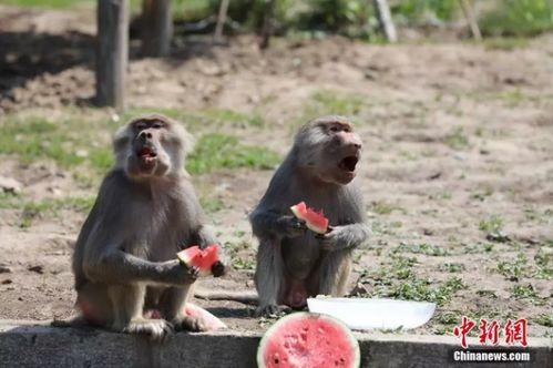 动物吃瓜场面,动物们的“美食盛宴”  第1张