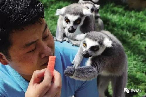 动物吃瓜场面,动物们的“美食盛宴”  第2张