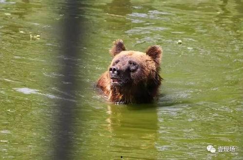 动物吃瓜场面,动物们的“美食盛宴”  第3张