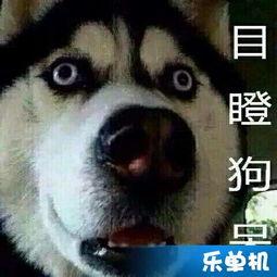 qiqi吃瓜,网络红人的瓜田奇遇记  第2张