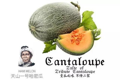 喝酒后吃瓜蜜瓜  第3张