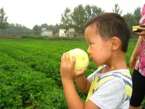 咔嚓吃瓜姑娘,揭秘网络红人的瓜田奇遇  第3张