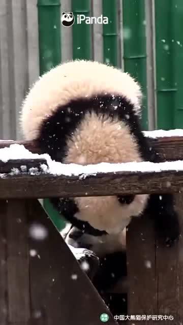 吃瓜小熊贴膜,一场视觉盛宴的开启  第2张