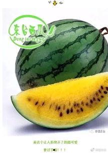 吃瓜比速度,一秒吃瓜，谁与争锋？  第1张