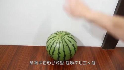 吃瓜比速度,一秒吃瓜，谁与争锋？  第3张