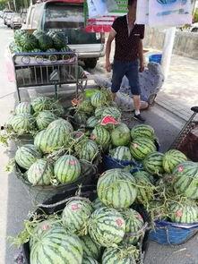 长垣吃瓜事件亮点,一场全民热议的“瓜田”奇观  第1张