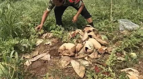 长垣吃瓜事件亮点,一场全民热议的“瓜田”奇观  第3张