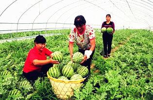 临夏浪山吃瓜群,揭秘当地特色美食文化  第1张