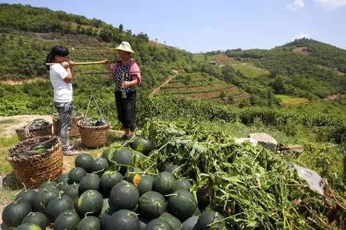 临夏浪山吃瓜群,揭秘当地特色美食文化  第2张