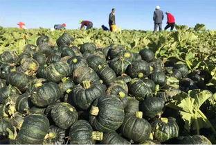 吃瓜不吃瓜讲真的还是假的,吃瓜不吃瓜，讲真还是假的？  第2张