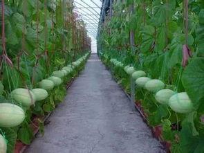 吃瓜广告收益多少,揭秘吃瓜收益背后的惊人数字  第2张