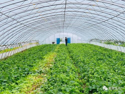 北花坛吃瓜,一场别开生面的吃瓜盛宴  第1张