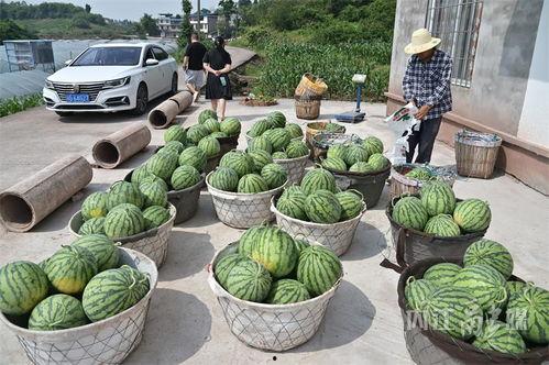 北花坛吃瓜,一场别开生面的吃瓜盛宴  第2张