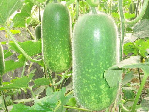 吃瓜的图片大全,趣味横生的日常瞬间大盘点  第1张