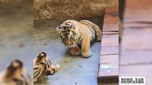 吃瓜虎,揭秘娱乐圈背后的那些事儿  第1张