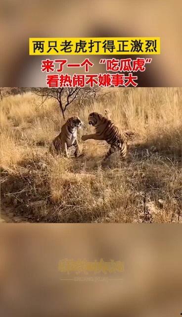 吃瓜虎,揭秘娱乐圈背后的那些事儿  第2张