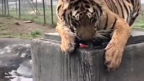 吃瓜虎,揭秘娱乐圈背后的那些事儿  第3张