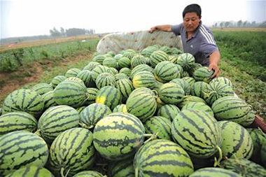 卖瓜人本是吃瓜人  第2张