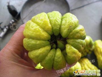 吃佛瓜,探寻传统与创新的完美融合  第3张