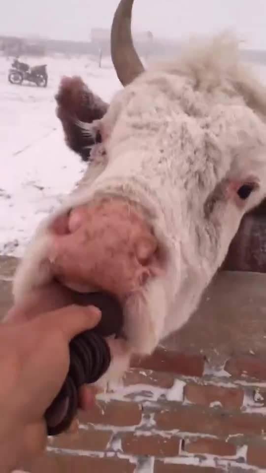 牛吃雪瓜吗,探寻动物饮食习惯之谜  第1张