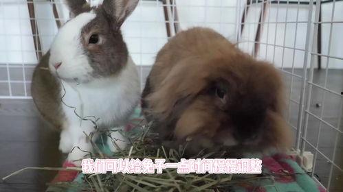 兔子吃瓜不吃草,揭秘草食动物的特殊饮食习惯  第1张