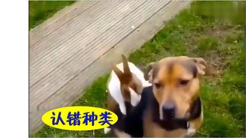 兔子吃瓜不吃草,揭秘草食动物的特殊饮食习惯  第2张