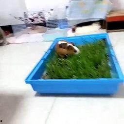 兔子吃瓜不吃草,揭秘草食动物的特殊饮食习惯  第3张