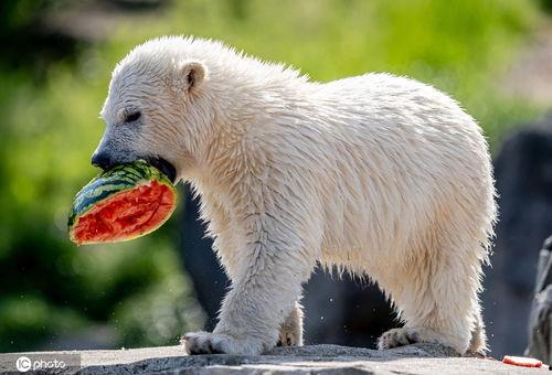 吃瓜的小兽  第2张