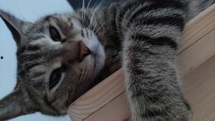 吃瓜的小兽  第3张