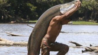 吃瓜群众阿鱼,揭秘娱乐圈那些事儿  第3张