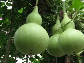 误吃葫芦瓜,一场意外的味蕾冒险  第1张