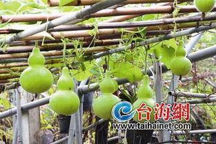 误吃葫芦瓜,一场意外的味蕾冒险  第3张