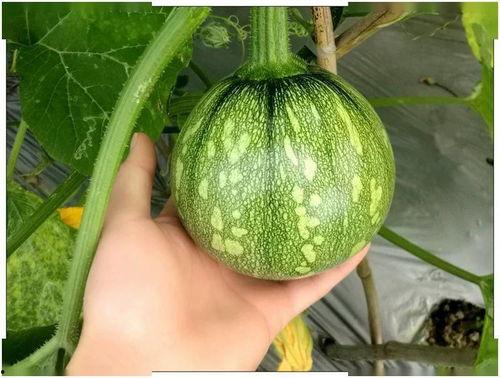 小霖吃瓜,揭秘娱乐圈那些不为人知的幕后故事  第1张