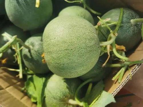 伊月在线吃瓜,揭秘娱乐圈幕后故事  第2张