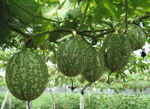 吊瓜 怎吃,解锁夏日清新口感  第1张