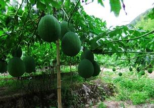 吊瓜 怎吃,解锁夏日清新口感  第2张