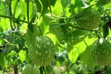 吊瓜 怎吃,解锁夏日清新口感  第3张