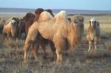 骆驼大战兔子吃瓜,骆驼与兔子激战，瓜果飘香见证生态传奇  第2张