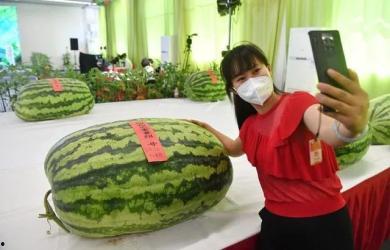 琉璃庄吃瓜群众,吃瓜群众热议，揭秘宫廷秘闻背后的八卦风云  第3张