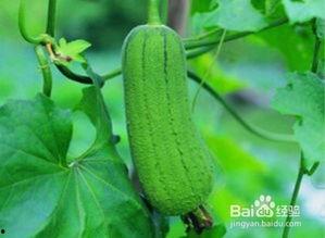 吃啥瓜降血糖,探索“吃啥瓜”的神奇血糖调节之道  第2张