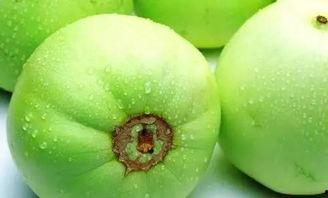 绿麻瓜香瓜怎么吃,绿麻瓜香瓜的多样食用指南  第1张