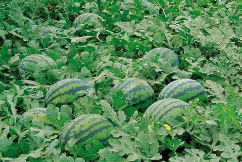 qqq吃瓜群,网络社交新现象背后的故事  第1张