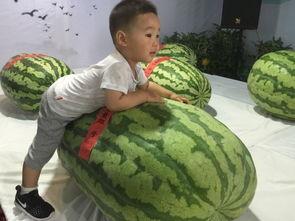 新泰今日吃瓜事件,一场网络热议背后的真相揭秘  第1张